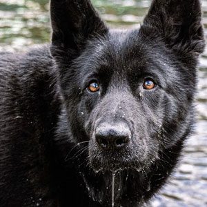 A black dog stands in calm water, its reflection visible on the surface - Charles Injury Law.