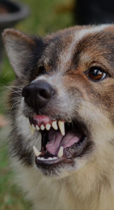 A dog with a brown and white coat is snarling with its mouth open, revealing its teeth. 